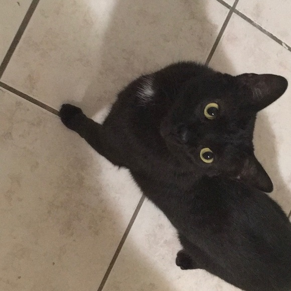 Meet your Posher, Wilfredo j. - Picture 1 of 1